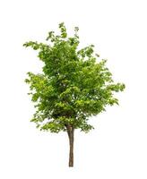 Tree that are isolated on a white background are suitable for both printing and web pages photo