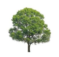 Tree that are isolated on a white background are suitable for both printing and web pages photo