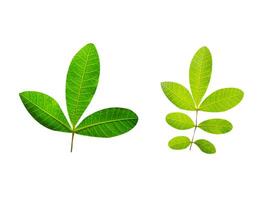 Leaf Collection on White Backdrop photo