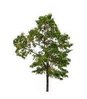 Tree that are isolated on a white background are suitable for both printing and web pages photo