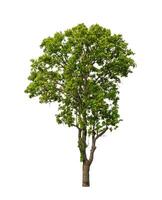 Tree that are isolated on a white background are suitable for both printing and web pages photo