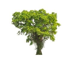 Tree that are isolated on a white background are suitable for both printing and web pages photo