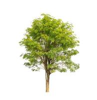 Tree that are isolated on a white background are suitable for both printing and web pages photo