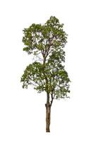 Tree that are isolated on a white background are suitable for both printing and web pages photo