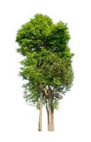 Tree that are isolated on a white background are suitable for both printing and web pages photo