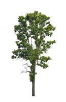 Tree that are isolated on a white background are suitable for both printing and web pages photo