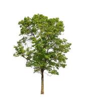 Tree that are isolated on a white background are suitable for both printing and web pages photo