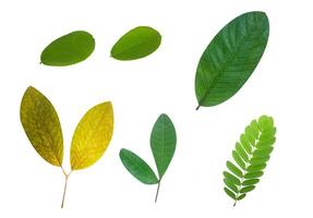 Leaf Collection on White Backdrop photo