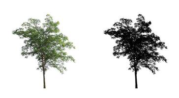 Tree on transparent picture background with clipping path, single tree with clipping path and alpha channel on black background photo