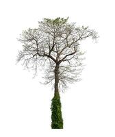 Tree that are isolated on a white background are suitable for both printing and web pages photo