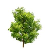 Tree that are isolated on a white background are suitable for both printing and web pages photo