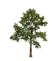 Tree that are isolated on a white background are suitable for both printing and web pages photo