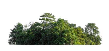 Green trees isolated on white background. forest and leaves in summer rows of trees and bushes photo