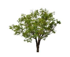 Tree that are isolated on a white background are suitable for both printing and web pages photo