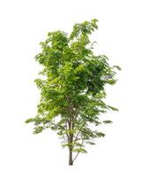 Tree that are isolated on a white background are suitable for both printing and web pages photo