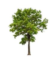 Tree that are isolated on a white background are suitable for both printing and web pages photo