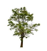 Tree that are isolated on a white background are suitable for both printing and web pages photo