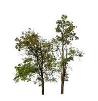 Tree that are isolated on a white background are suitable for both printing and web pages photo