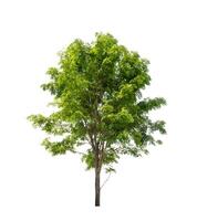 Tree that are isolated on a white background are suitable for both printing and web pages photo