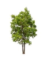 Tree that are isolated on a white background are suitable for both printing and web pages photo