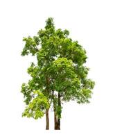Tree that are isolated on a white background are suitable for both printing and web pages photo