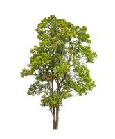 Tree that are isolated on a white background are suitable for both printing and web pages photo