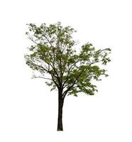 Tree that are isolated on a white background are suitable for both printing and web pages photo