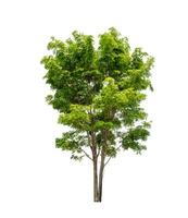 Tree that are isolated on a white background are suitable for both printing and web pages photo