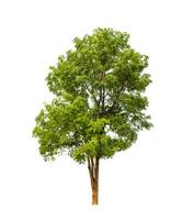 Tree that are isolated on a white background are suitable for both printing and web pages photo