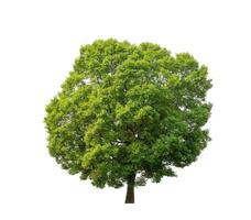 Tree that are isolated on a white background are suitable for both printing and web pages photo