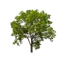 Tree that are isolated on a white background are suitable for both printing and web pages photo