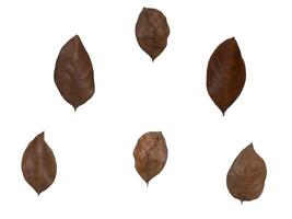 Leaf Collection on White Backdrop photo