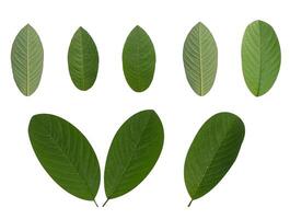 Leaf Collection on White Backdrop photo