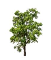 Tree that are isolated on a white background are suitable for both printing and web pages photo