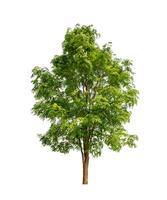 Tree that are isolated on a white background are suitable for both printing and web pages photo