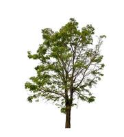 Tree that are isolated on a white background are suitable for both printing and web pages photo