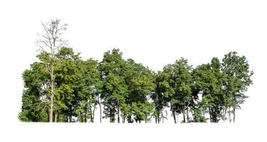 Green Trees isolated on white background. are Forest and foliage in summer for both printing and web pages photo