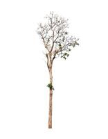 tree on a white background photo