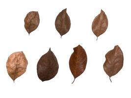 Leaf Collection on White Backdrop photo