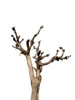 Dead tree isolated on white background photo