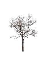 Dead tree isolated on white background photo