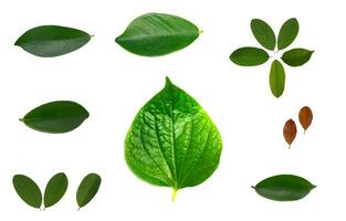 Leaf Collection on White Backdrop photo