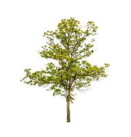 Trees that are isolated on a white background are suitable for both printing and web pages photo