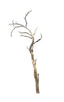 Dead tree isolated on white background photo