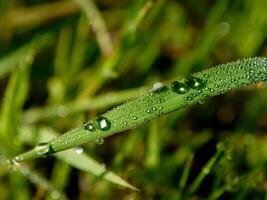 closeup of raindrops on leaves photo