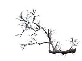 Dead tree isolated on white background photo