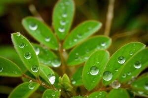 green leaf with water drops close up photo