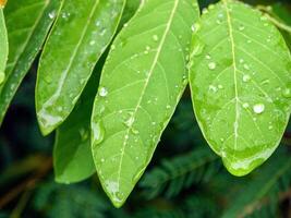 green leaf with water drops close up photo