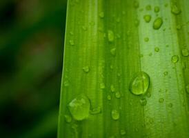 green leaf with water drops close up photo