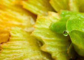 green leaf with water drops close up photo